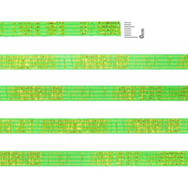Elástico Chato Metalizado 7mm Verde Cit. e Ouro Marpax 10m